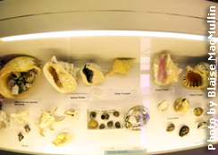 The mollusc exhibit from above. Photo by Blaise MacMullin.