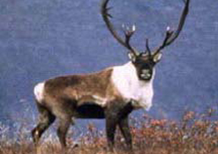 The Woodland Caribou