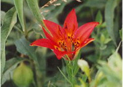 Prarie Lilly