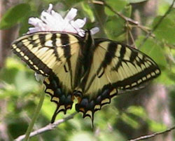 Swallowtail. Photo: Wayne Brehaut, Canadian Tiger Swallowtail