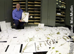 Some of the plants of Athabasca University's herbarium